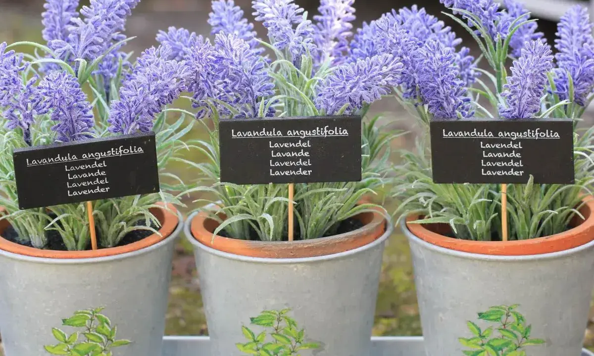 Drei Töpfe mit blühendem Lavendel, die für ein gemütliches Ambiente in der Wohnung sorgen. Die kleinen Schilder zeigen "Lavandula angustifolia".