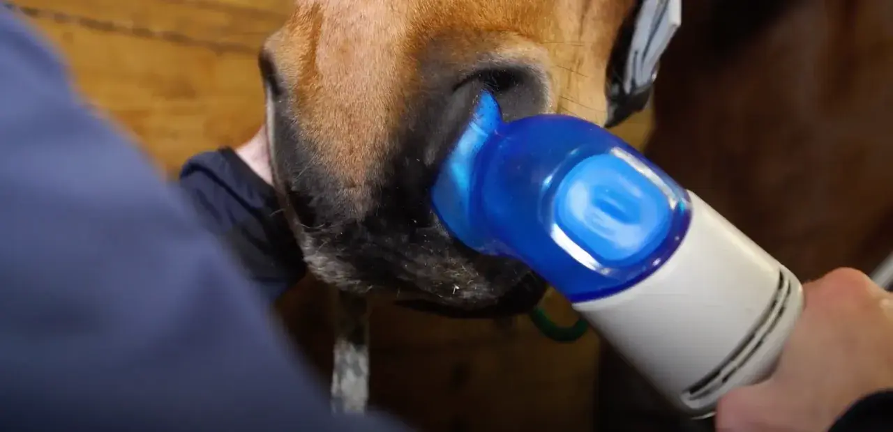 Pferd mit Atemnot: Ein Gerät wird an die Nüstern gehalten, um Symptome zu behandeln.