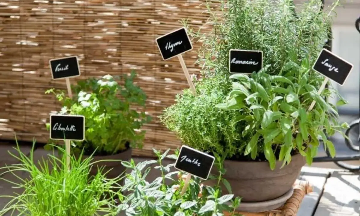 Un balcon fleuri de plantes aromatiques : ciboulette, persil, thym, romarin et sauge. Un petit coin de nature pour cuisiner.