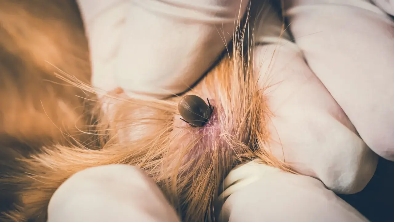 Gros plan d'une tique sur la peau d'un chien, retirée par des mains gantées.
