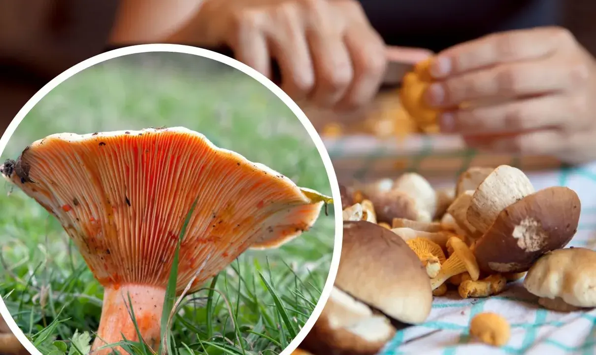 Perfekcyjne czyszczenie rydzów: Koniec z piaskiem! Poradnik