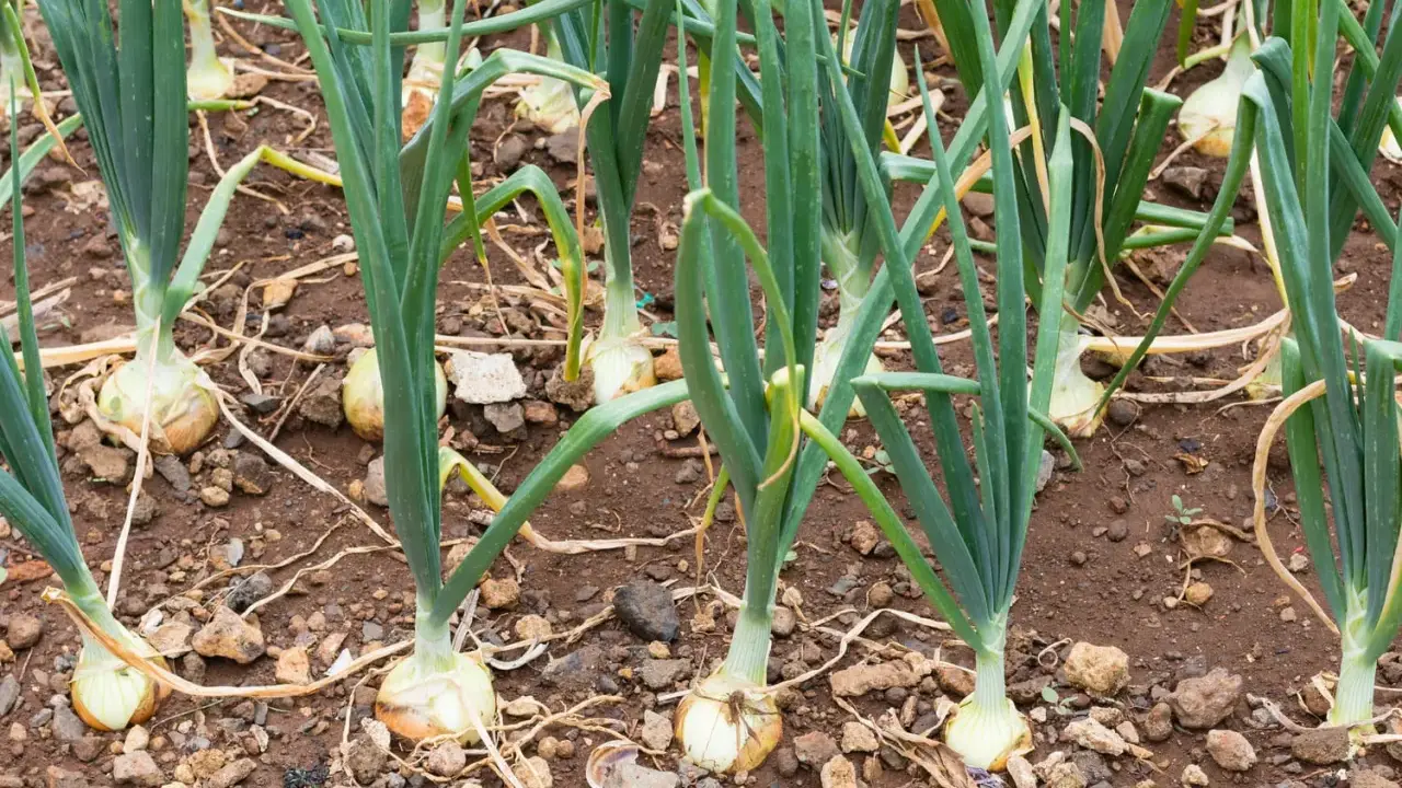 Gros plan sur une plantation d'oignons, les bulbes blancs et les tiges vertes se dressent dans la terre brune.