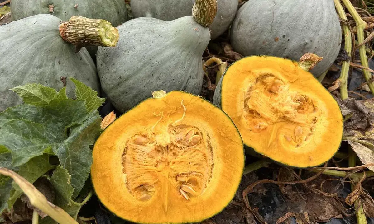 Courges bleues, dont une coupée en deux révélant sa chair orangée. Un ballet de saveurs d'automne.