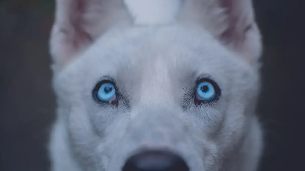 Un chien aux yeux bleus perçants, dont le regard semble porter le poids d'une ancienne maladie.
