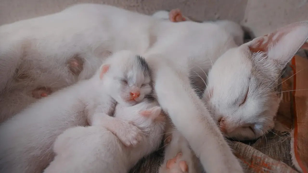 Śpiąca mama kotka z kilkoma maleńkimi kociętami przytulonymi do jej brzucha. Widać, że kotka jest w ciąży, bo jej brzuch jest zaokrąglony.