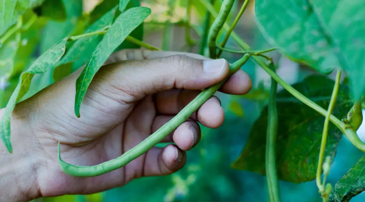 A hand gently holds a long, slender green bean, freshly picked from the plant.