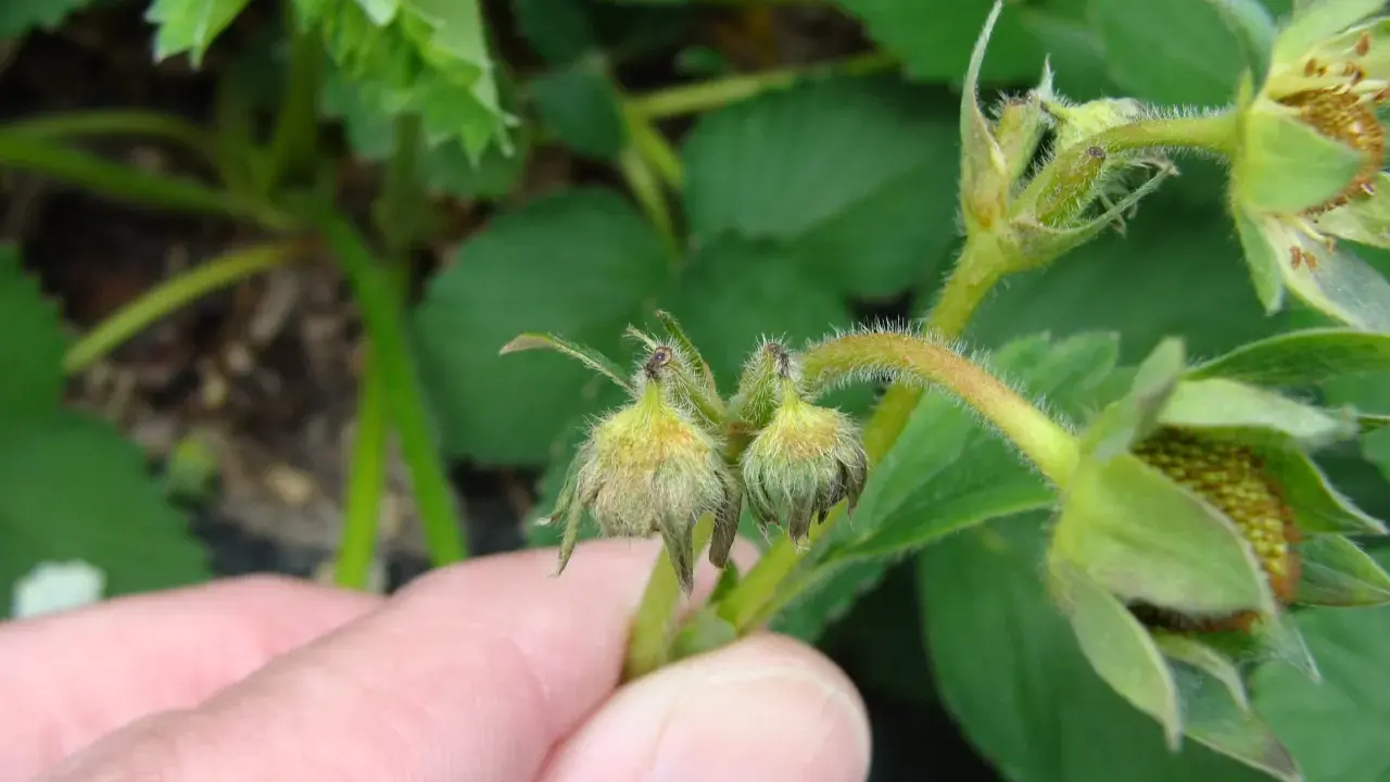 A hand points to developing strawberry flowers, some showing damage from a strawberry weevil.