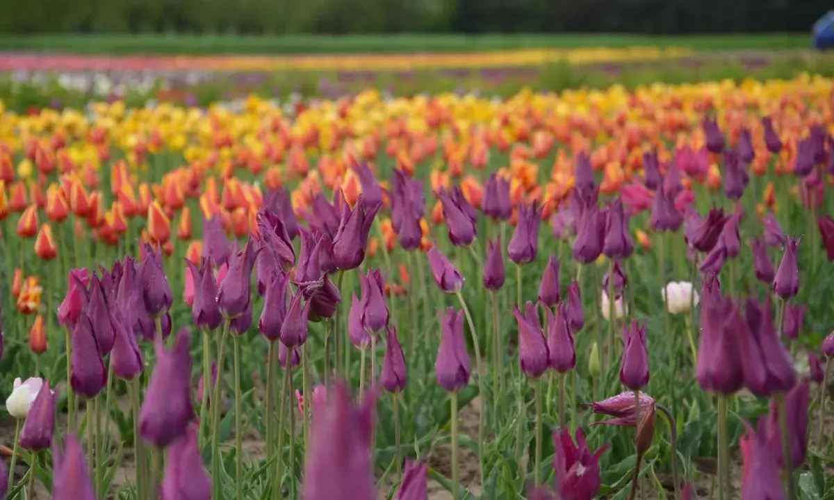 Fioletowe tulipany w ogrodzie, na tle rzędów żółtych i pomarańczowych kwiatów.