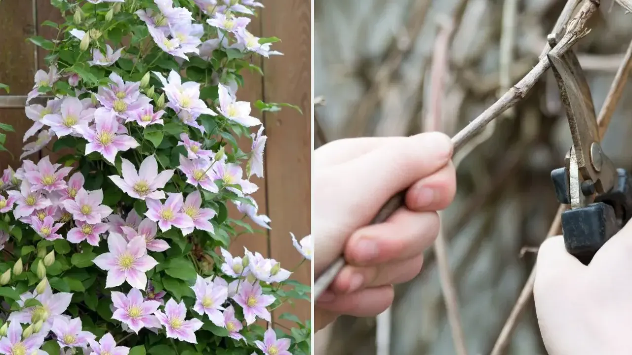 Piękna powojowa z różowymi kwiatami obok dłoni przycinającej pędy. Wiosenne cięcie clematis to klucz do obfitego kwitnienia.