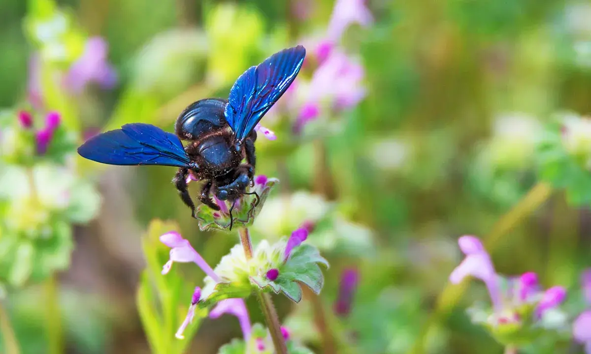 Une abeille charpentière aux ailes bleues métalliques butine une petite fleur rose et verte.