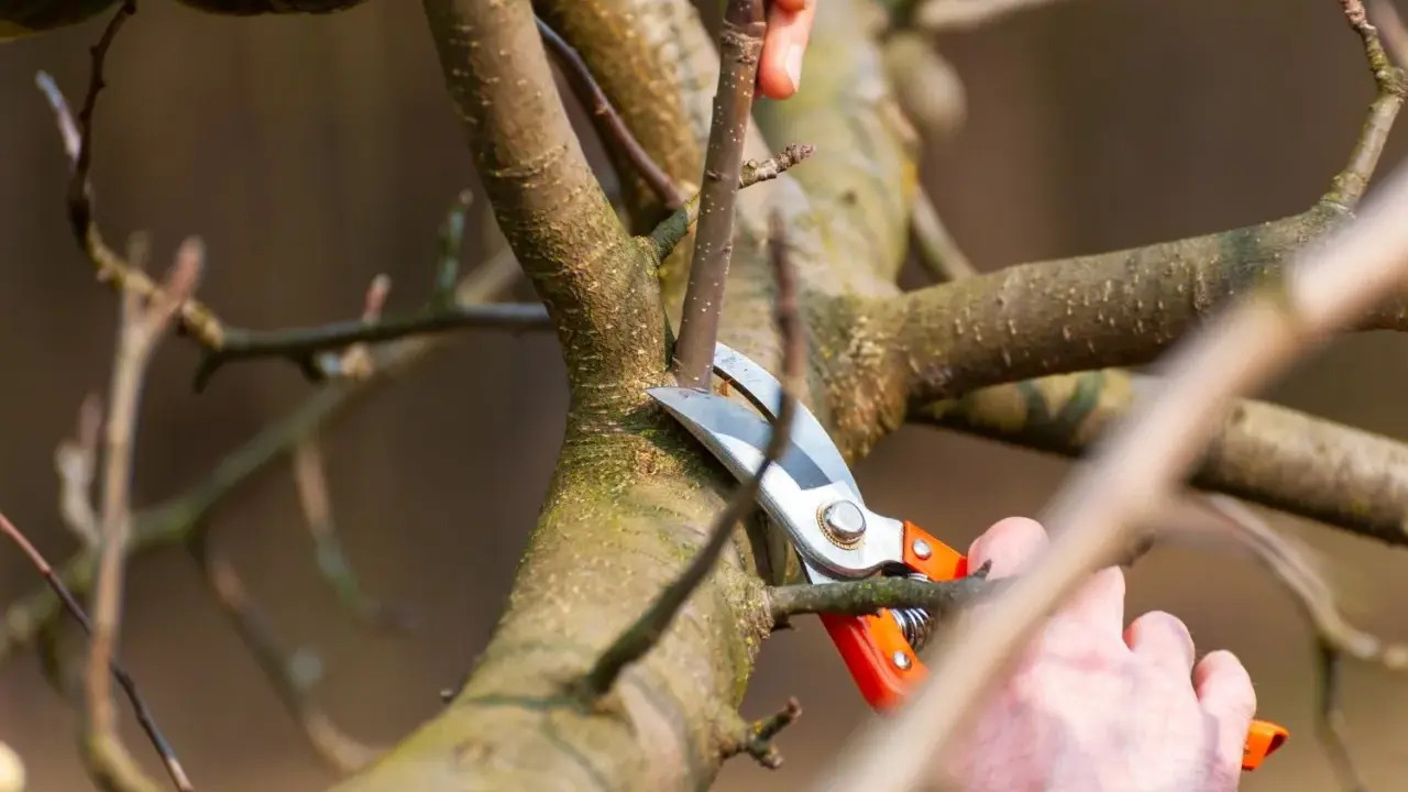 Hände schneiden mit einer Gartenschere einen Ast eines Apfelbaums. Der Sommerschnitt fördert das Wachstum gesunder Früchte.