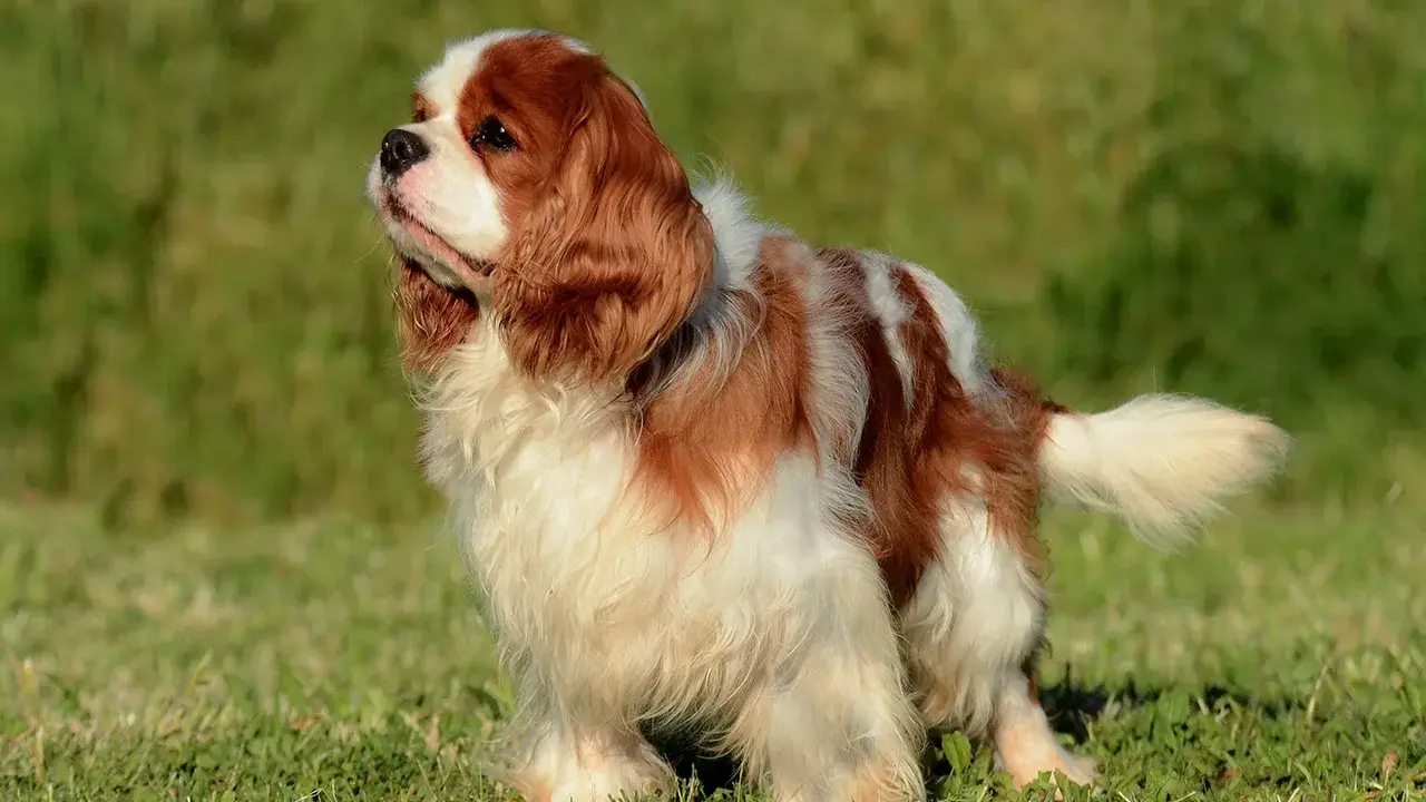Uroczy spaniel king, o rudych i białych łapkach, stoi na zielonej trawie, wyglądając z godnością.