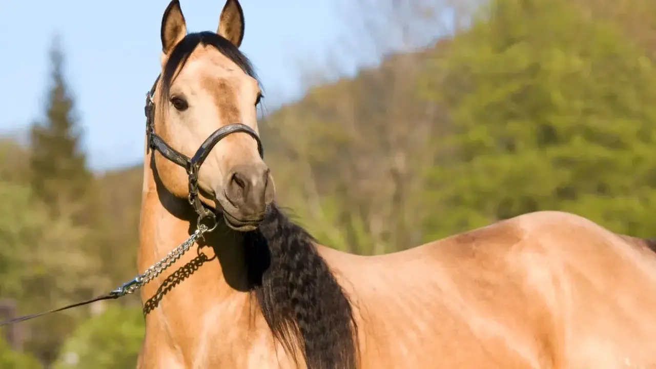 Ein brauner Quarter Horse mit schwarzer Mähne und Halfter. Sein Gewicht ist typisch für die Rasse.