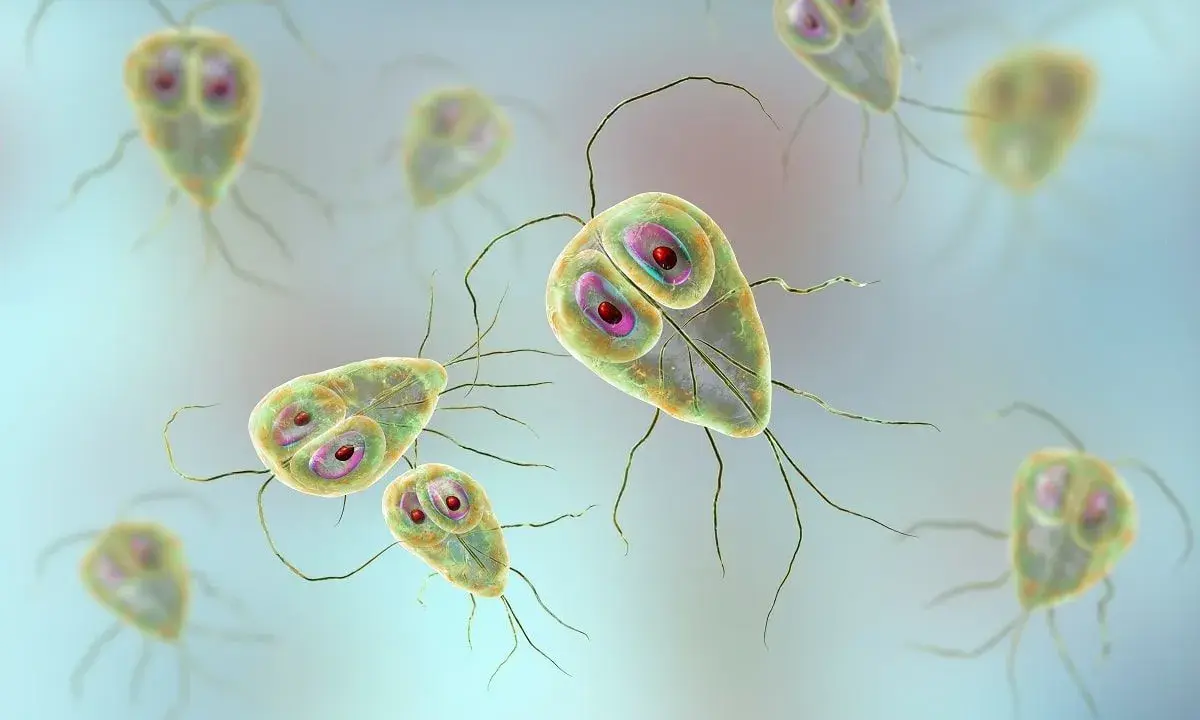 Widok mikroskopowy pasożytów Giardia, które mogą powodować lambliozę u psów i ludzi.