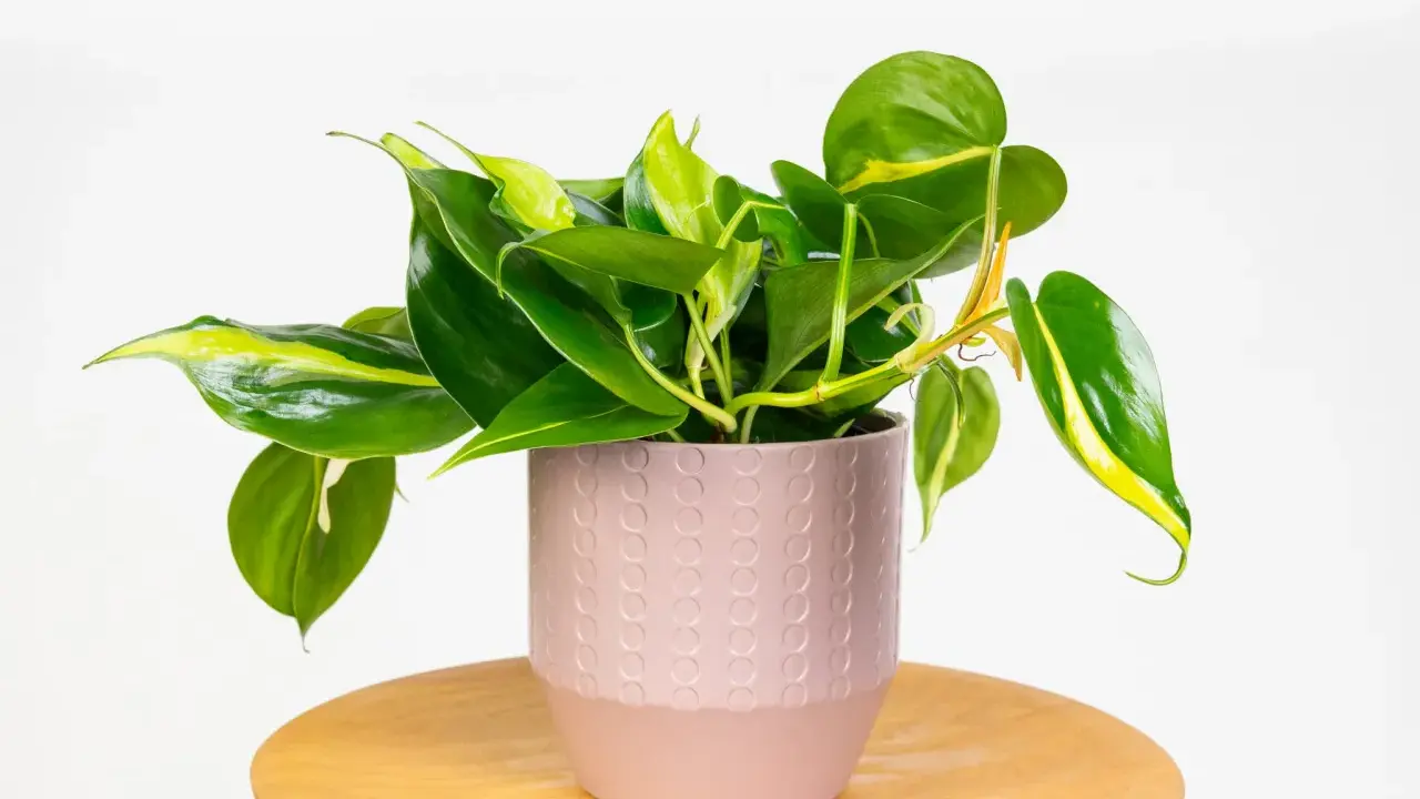 Philodendron hederaceum w różowej doniczce z ozdobnym wzorem, na drewnianym stoliku.