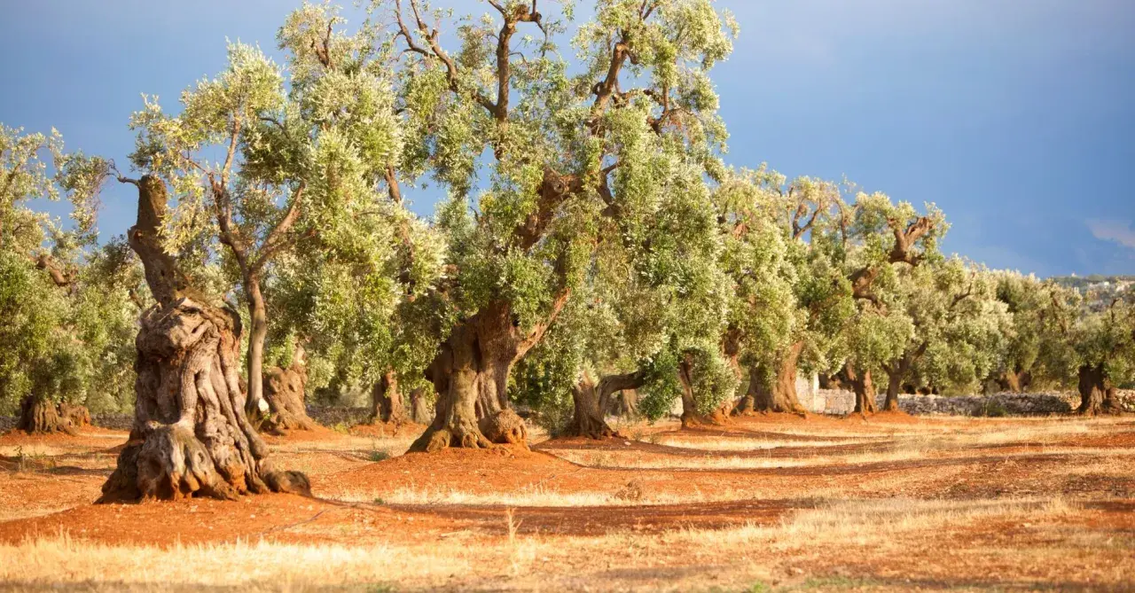 Antichi ulivi secolari del Salento, con tronchi nodosi e chiome rigogliose, si stagliano su un terreno arido e rossastro sotto un cielo azzurro.