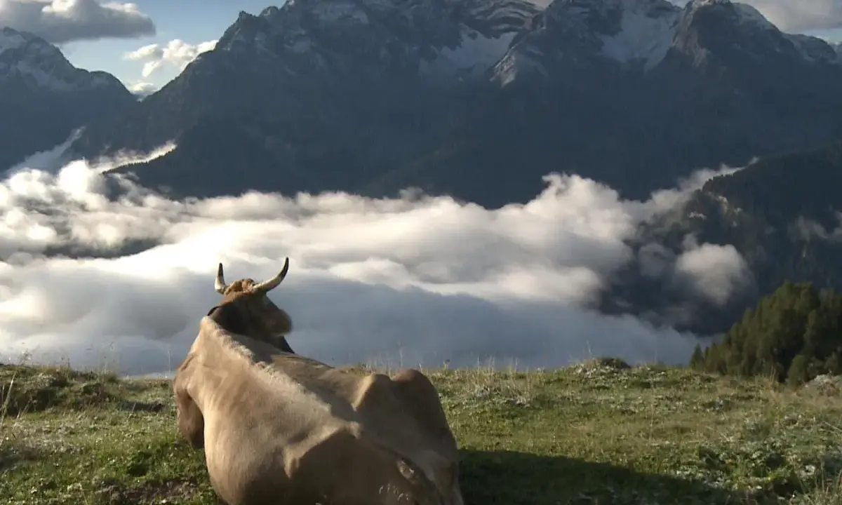 Una mucca riposa su un prato verde, contemplando un panorama mozzafiato di **alta montagna** con cime innevate e un mare di nuvole.