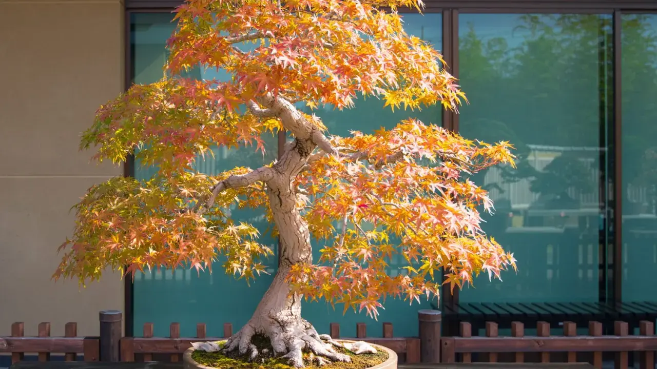 Magnifique arbre japonais en automne, ses feuilles aux teintes orangées et rouges illuminent le paysage.