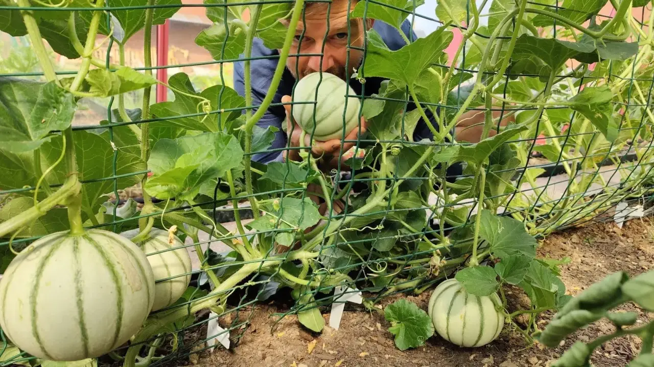 Un homme examine des melons en train de pousser sur des treillages. Il est temps de planter des melons pour la récolte d'été.
