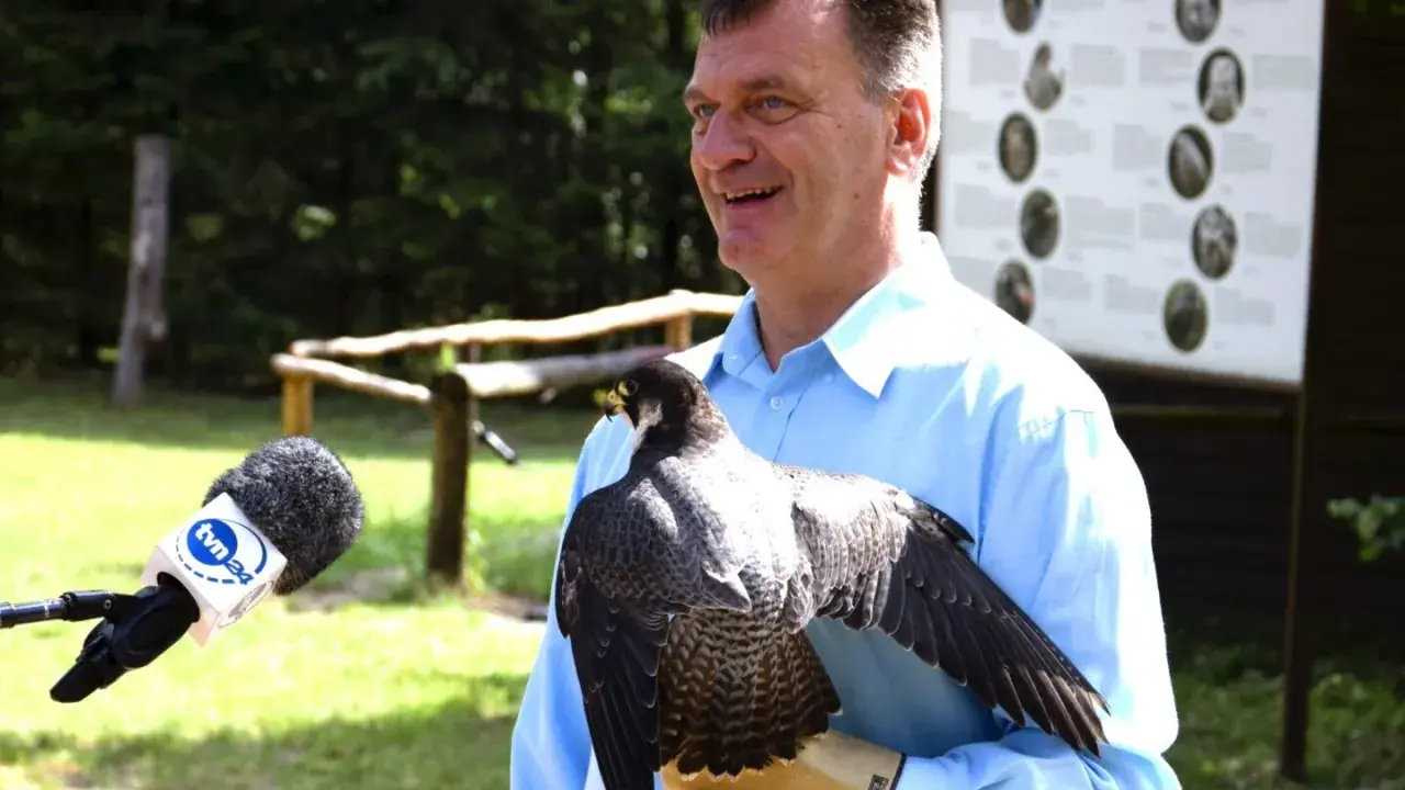 Mężczyzna w błękitnej koszuli prezentuje sokoła na rękawicy. Obok mikrofon TVN24.