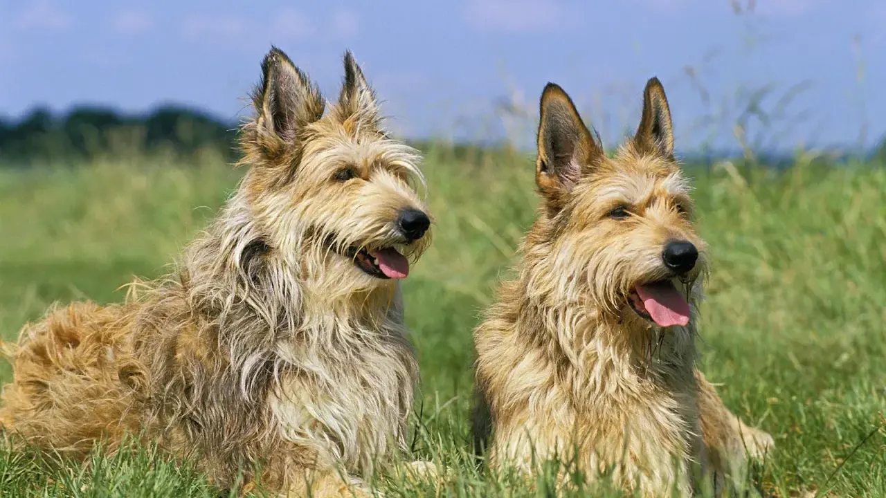 Deux gros chiens de berger au poil hirsute, assis dans l'herbe verte sous un ciel bleu.