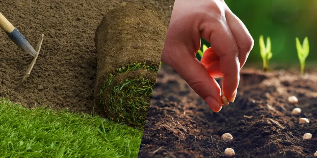 Préparation du sol et semis de graines pour apprendre comment planter du gazon. Un rouleau de gazon est prêt à être posé, tandis qu'une main sème des graines.