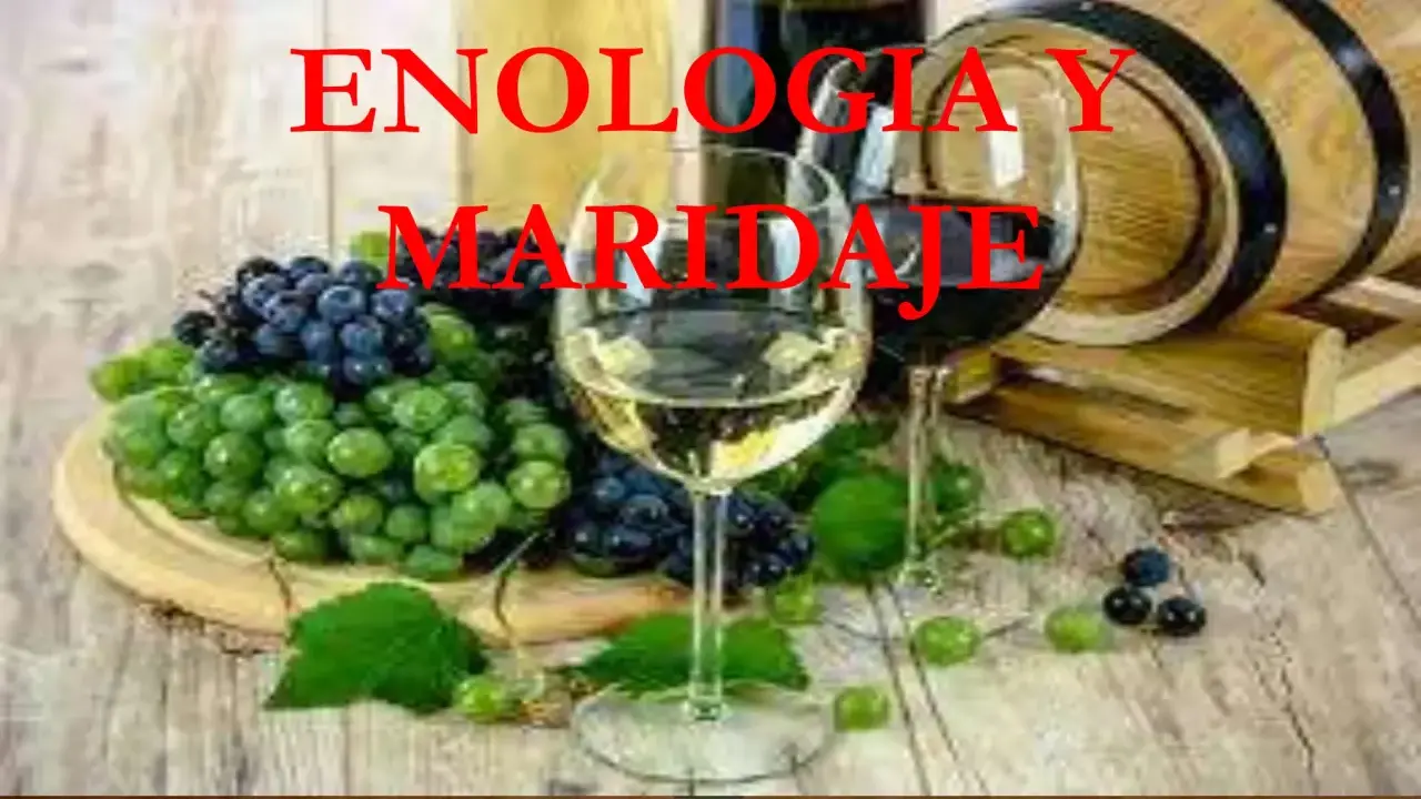 Un tratado de enología sobre el maridaje de vinos y uvas. Copas de vino, uvas verdes y moradas, y un barril de madera.