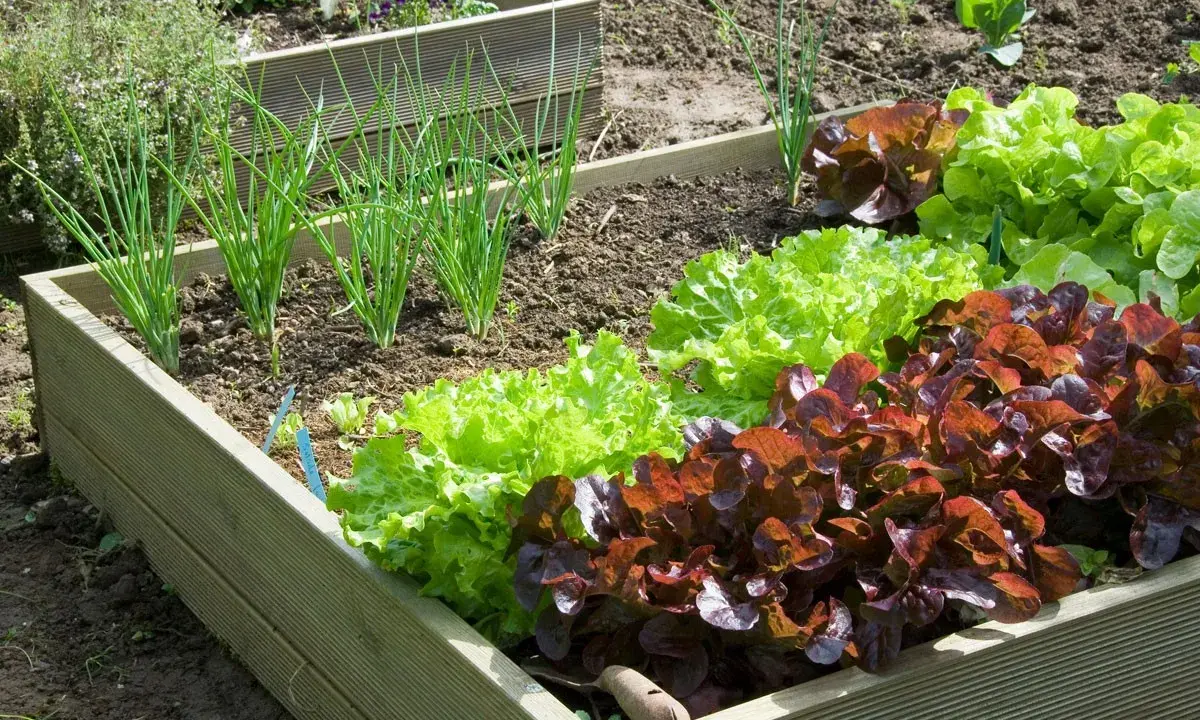 Un potager en carrés avec des oignons verts et des laitues rouges et vertes. Idéal pour faire son potager et manger frais.