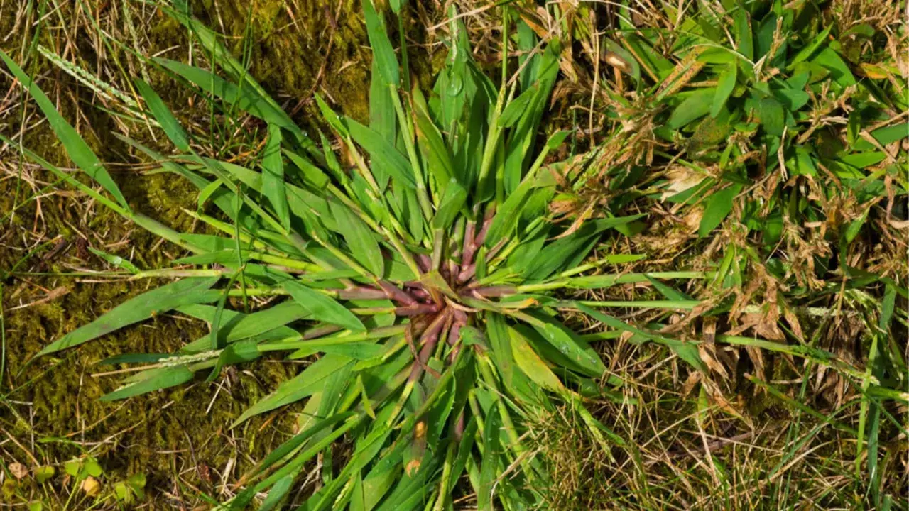 A close-up of crabgrass with its distinctive purple stem, spreading across dry grass and mossy ground.