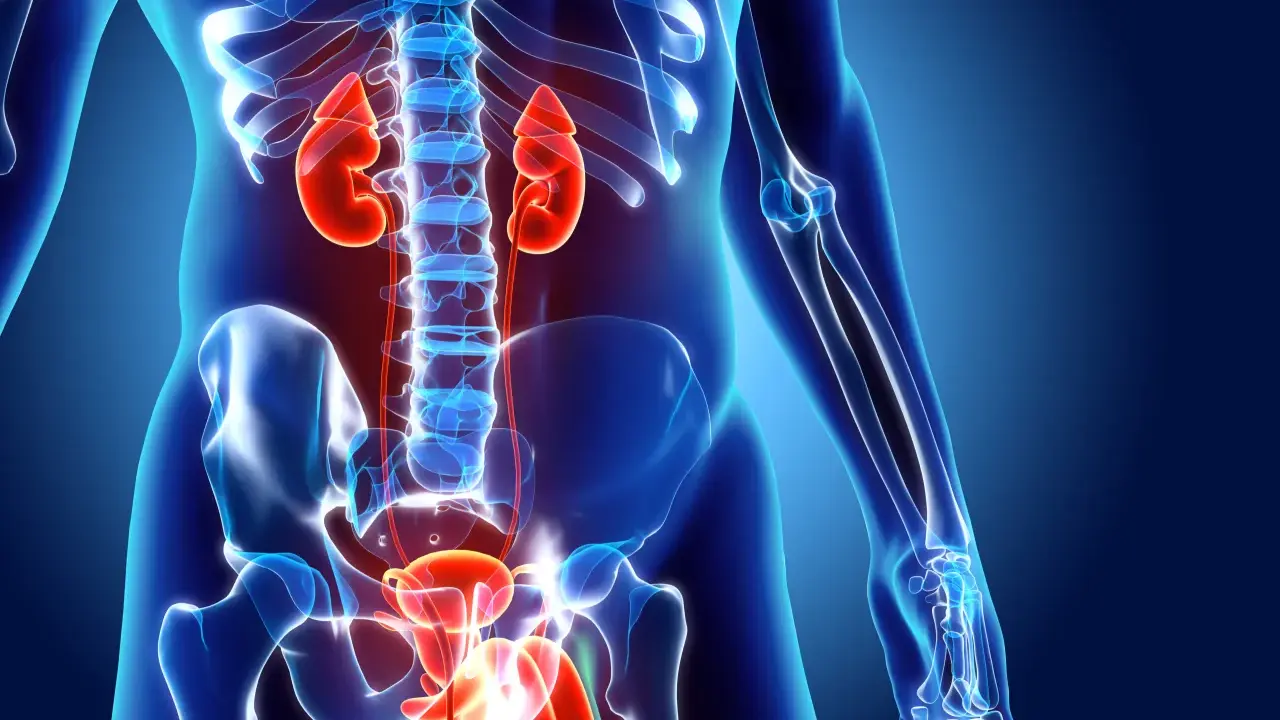 Anatomia układu moczowego: nerki, moczowody, pęcherz i cewka moczowa.