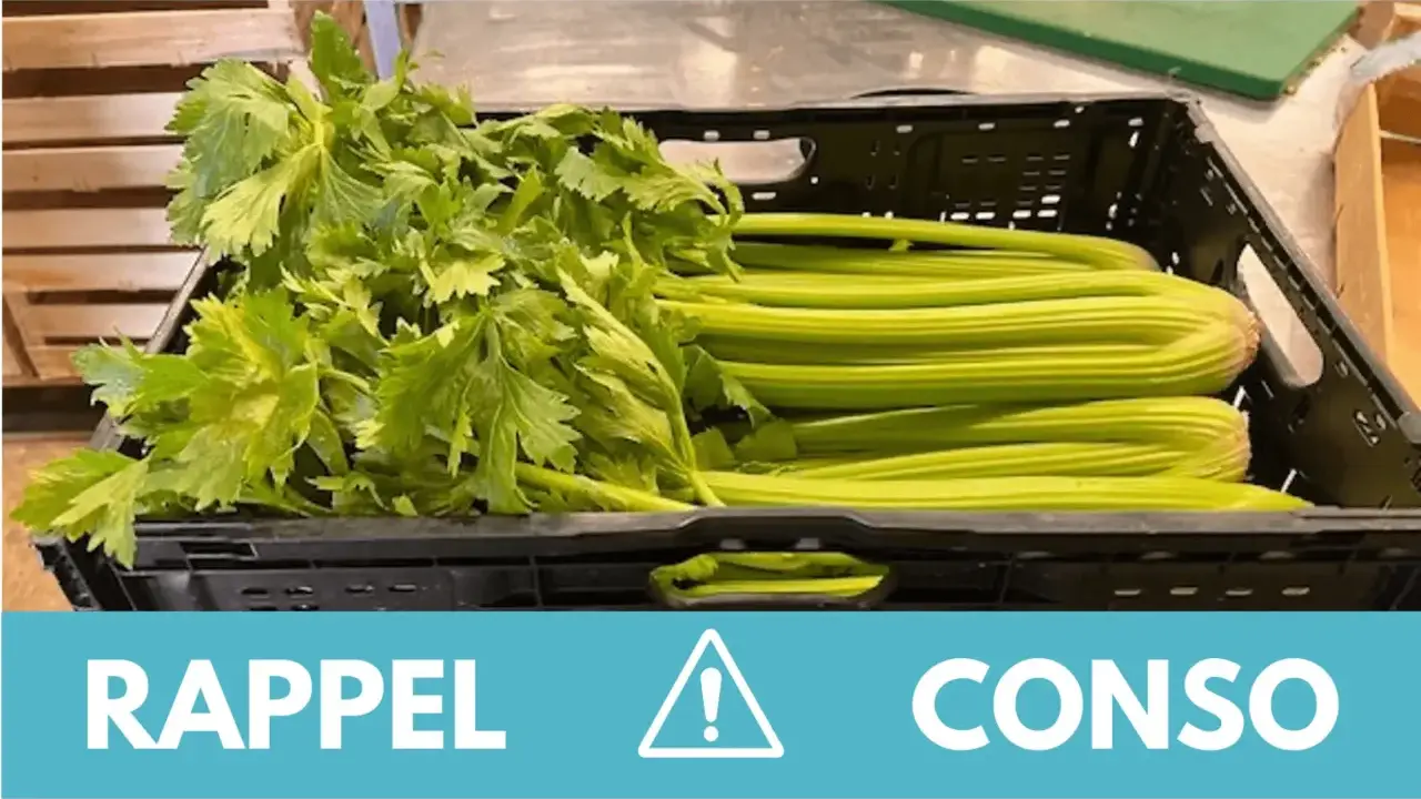 Rappel de consommation : attention, cette botte de céleri pourrait contenir une feuille de céleri toxique.