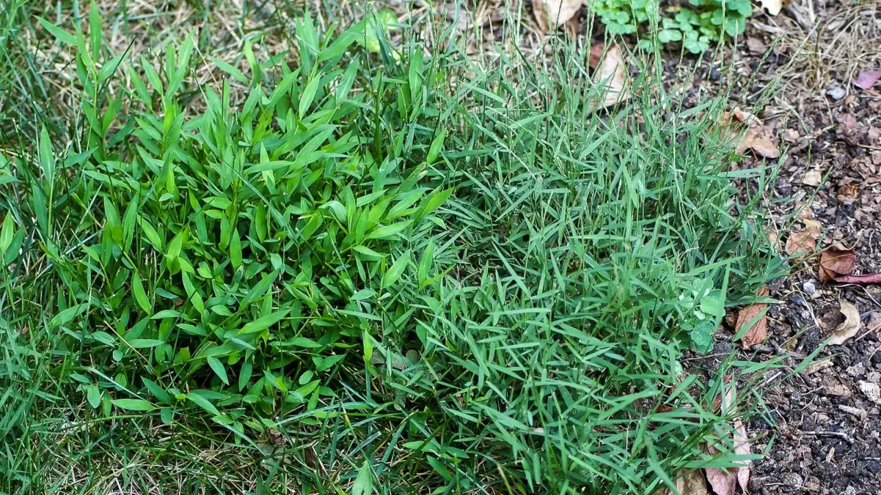Two types of grass, one with broad leaves and another with thin blades, are shown. This image might help you learn how to get rid of nimblewill.