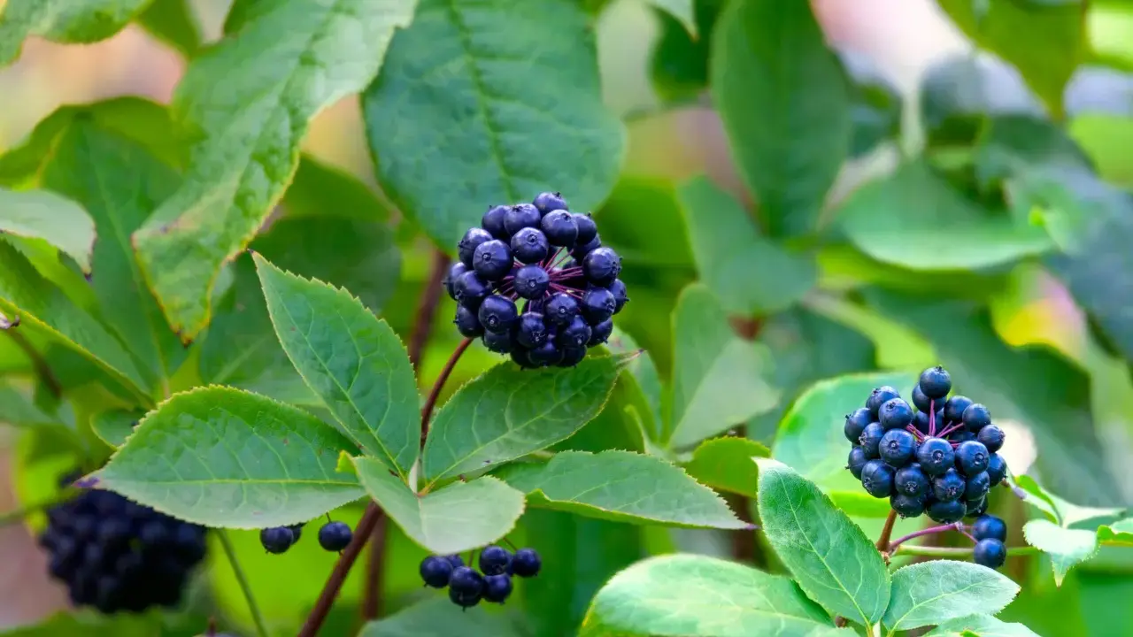 Grappes de baies noires d'éleuthérocoque, connues pour leurs bienfaits pour la santé, sur fond de feuilles vertes.