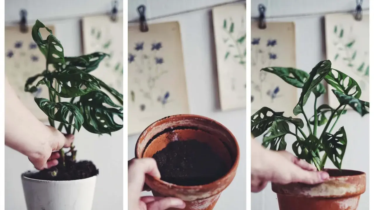 En hand planterar om en monstera i en ny kruka.