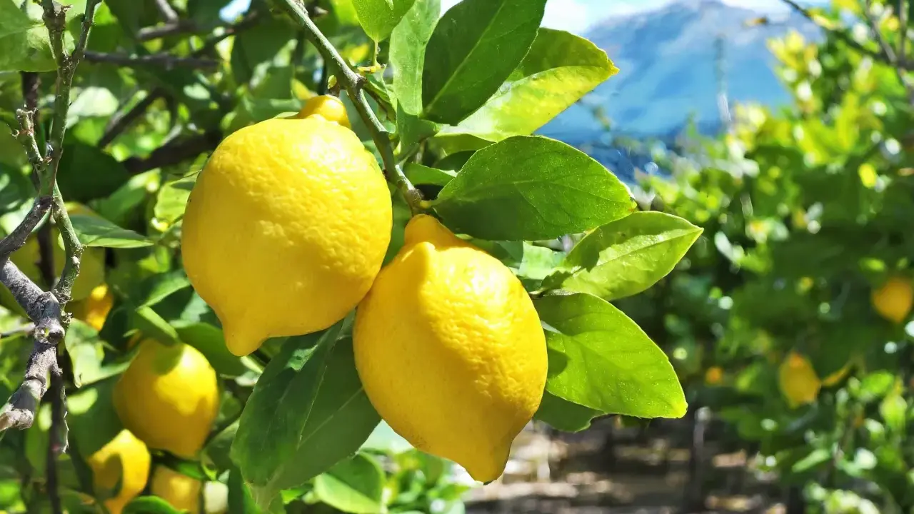 Citrons jaunes mûrs sur une branche, prêts à être cueillis. L'idée de planter un citronnier pour avoir ce beau fruit.
