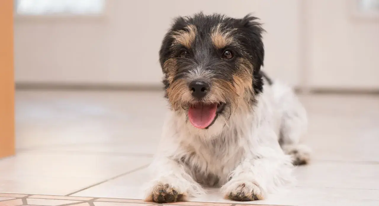 Szczeniak rasy Jack Russell Terrier leży na podłodze, dysząc i lekko się trzęsąc. Jego język jest wysunięty, a oczy patrzą wprost na widza.