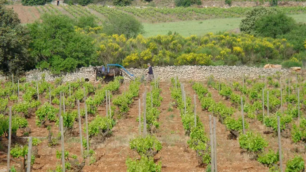 Vignoble en terrasses avec un homme et un cheval labourant, parsemé de genêts en fleurs.