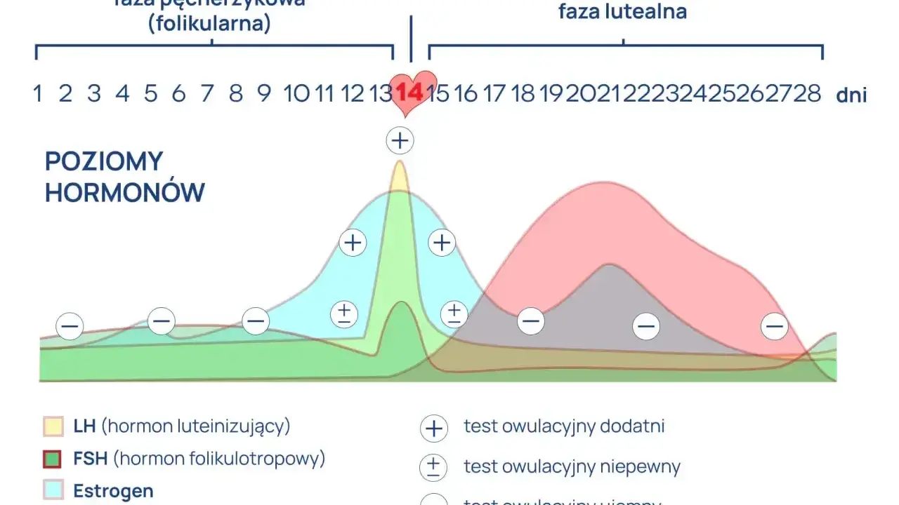 Wykres cyklu menstruacyjnego: poziomy hormonów, owulacja ok. 14 dnia. LH (hormon luteinizujący) szczytuje przed owulacją.