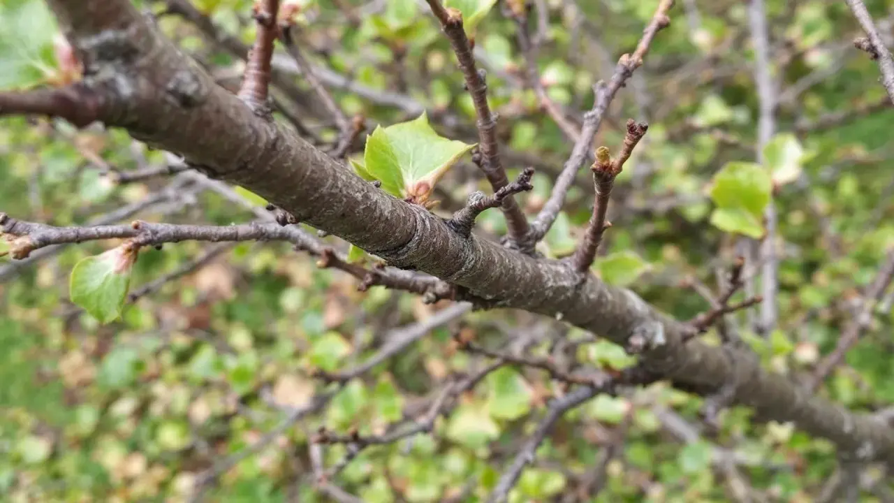 Gros plan sur une branche de prunier, avec de jeunes feuilles vertes qui commencent à apparaître. Il faudra tailler ce prunier trop haut pour qu'il reste gérable.