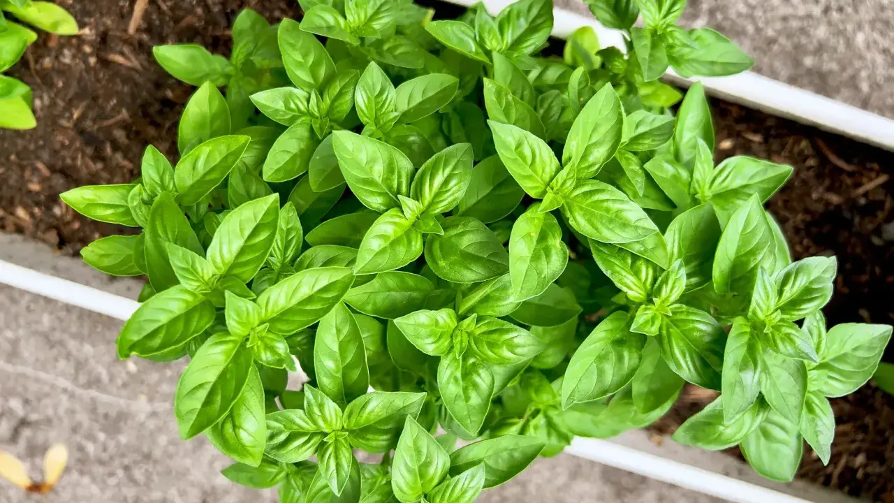 Jeunes pousses de basilic, signe d'un temps germination basilic réussi. Les feuilles vertes et brillantes promettent une belle récolte.