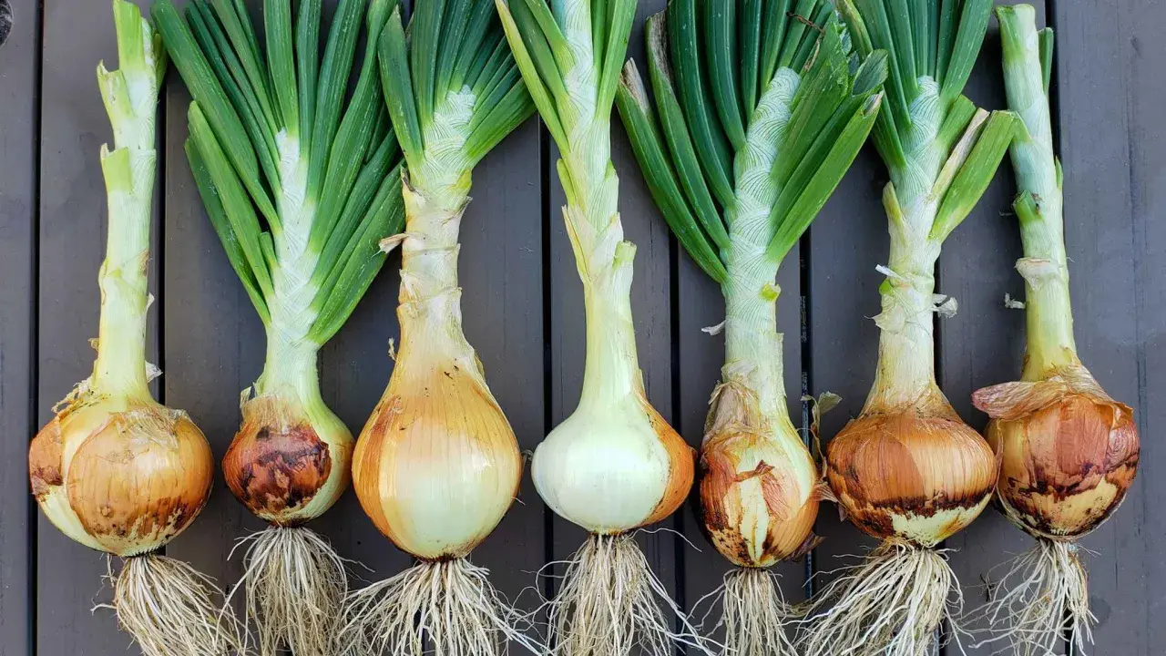 Harvested onions with green tops and roots, ready for planting. Learn when to plant onions zone 7 for a bountiful harvest.