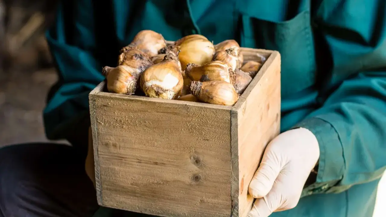 Hands in gloves hold a wooden crate filled with tulip bulbs, ready for proper storage.