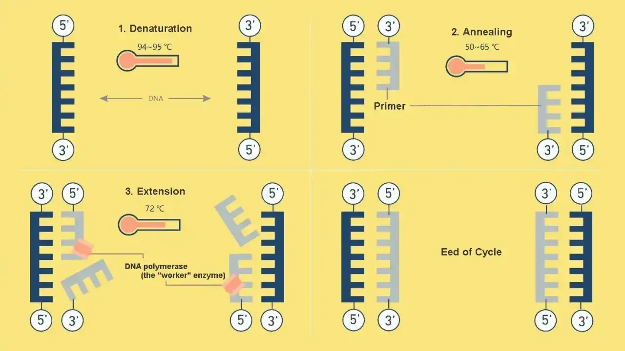 Ilustración de los pasos de la pcr: desnaturalización, anillamiento y extensión, mostrando cómo se duplica el ADN.