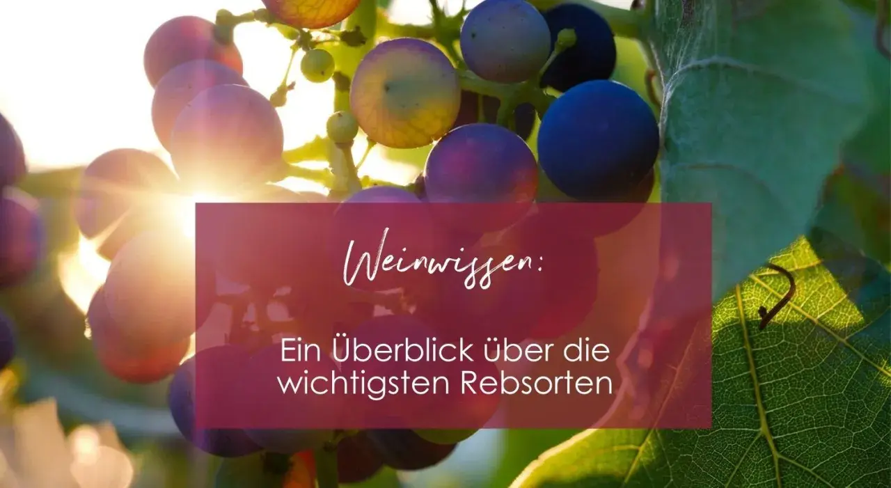 Sonnenbeschienene Trauben der Vitis vinifera, mit Text "Weinwissen: Ein Überblick über die wichtigsten Rebsorten".