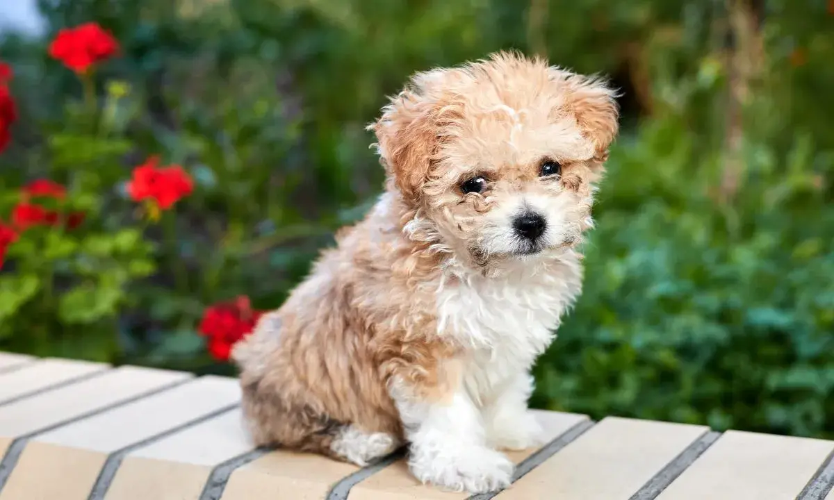 Adorable caniche croisé bichon, tout doux, assis sur un muret avec des fleurs rouges en arrière-plan.