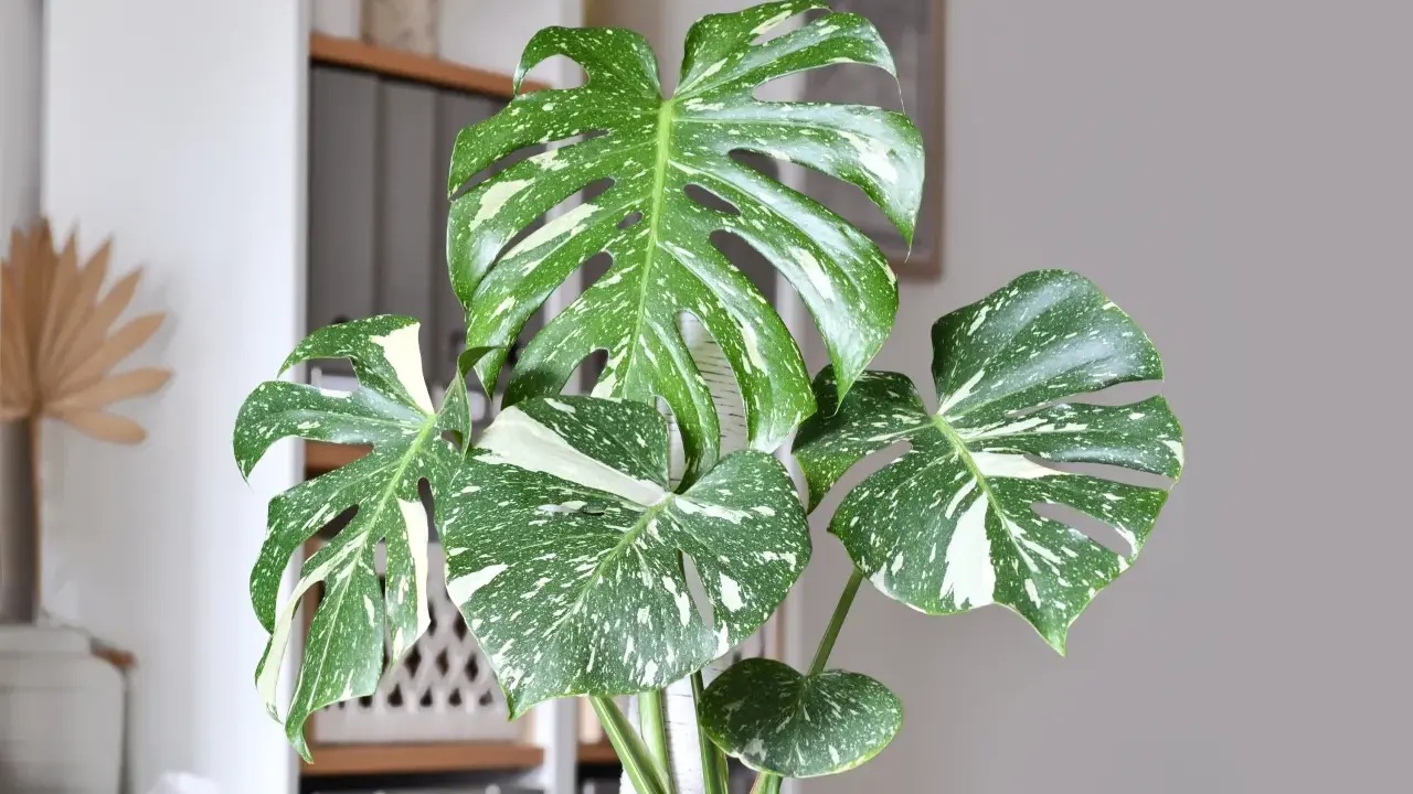 Monstera przynosi pecha? Feng Shui i nauka mówią co innego!