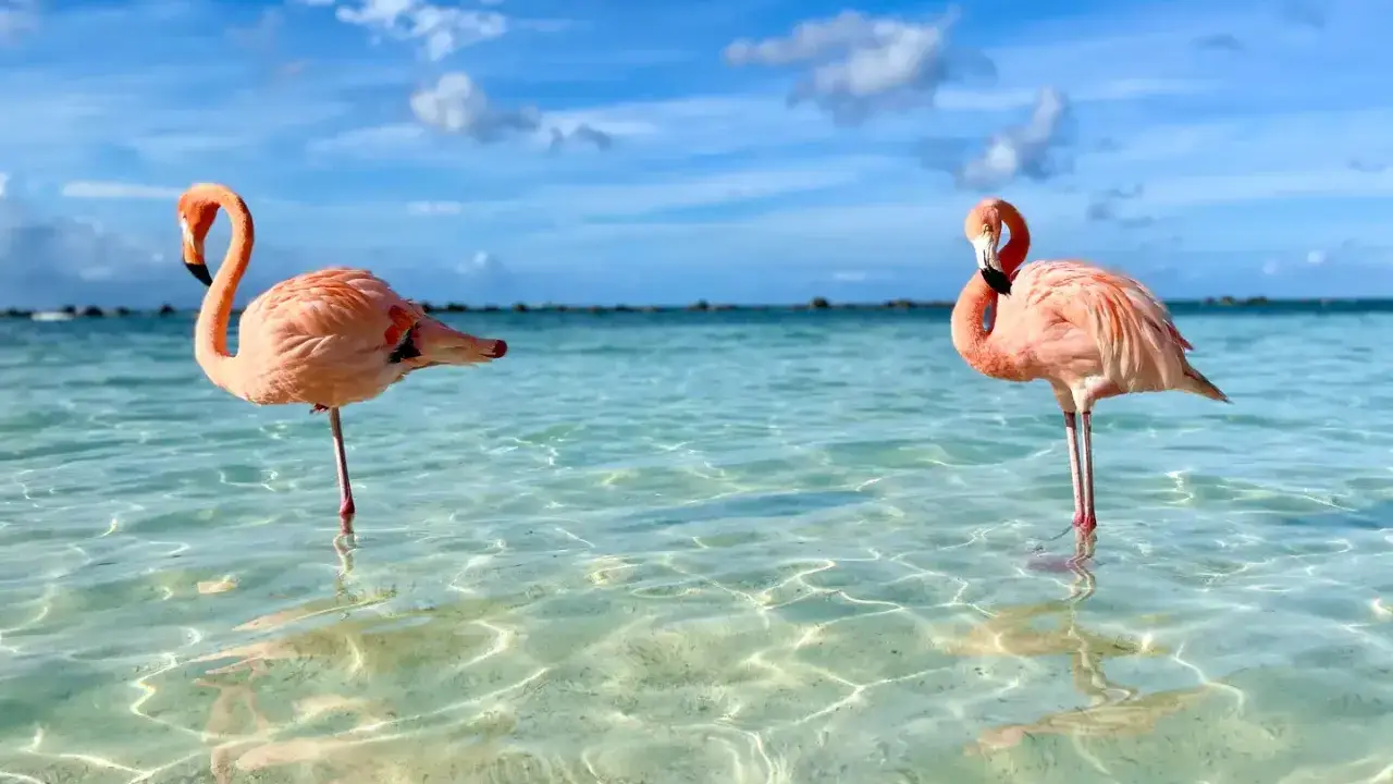 Zwei Flamingos im kristallklaren Wasser vor Aruba. Perfekt für die **Aruba beste Reisezeit**!