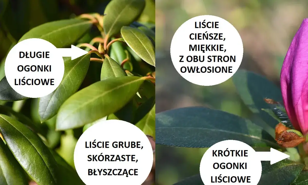 Porównanie: różanecznik ma długie ogonki liściowe i grube, błyszczące liście. Azalia ma krótkie ogonki i cieńsze, miękkie liście.