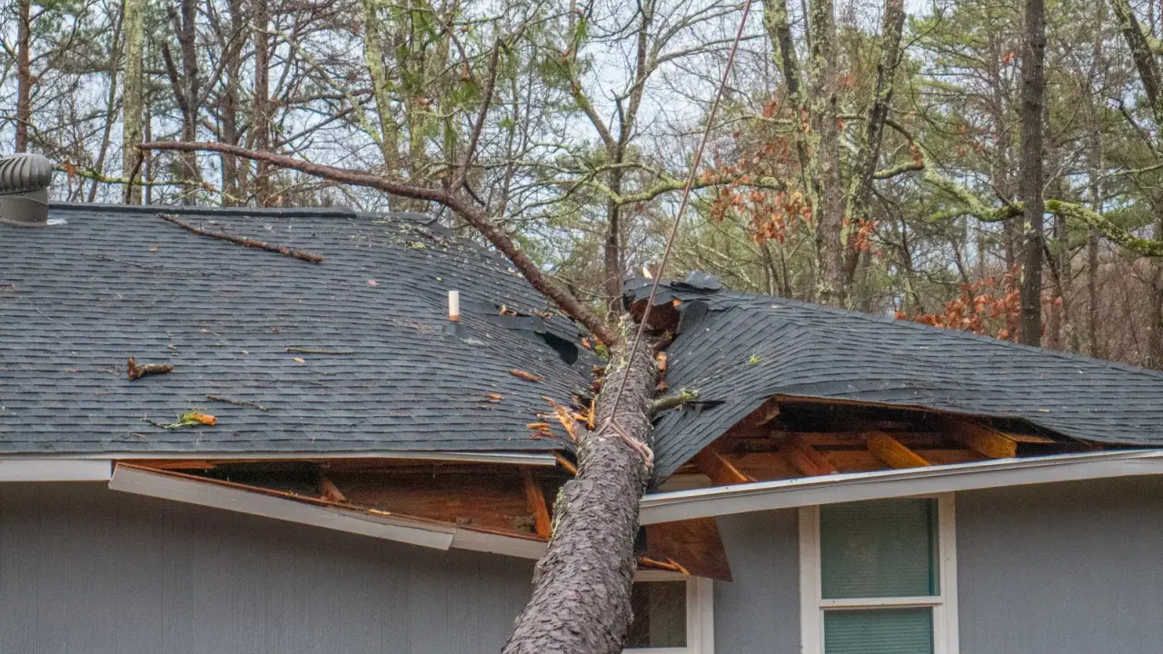 Un arbre est tombé sur un toit, causant d'importants dégâts. Les bardeaux sont arrachés et la structure est visible. Ces dégâts grele témoignent de la violence de l'événement.