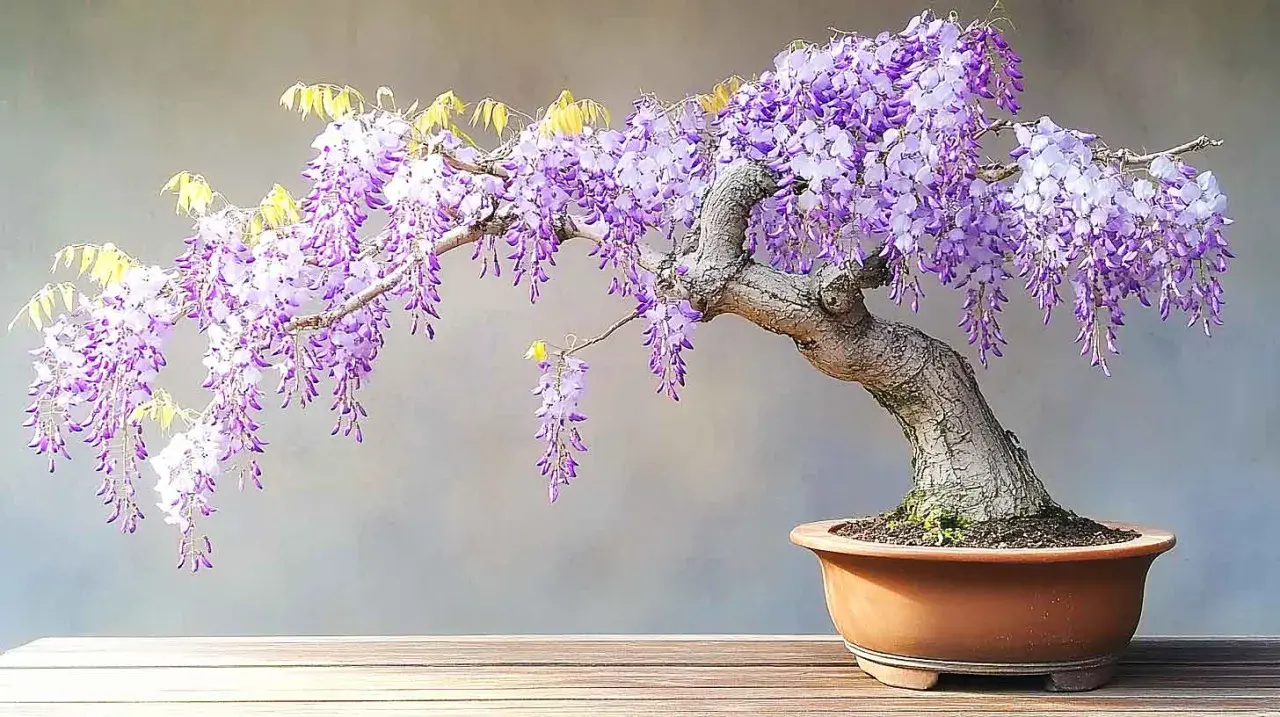 Glycine en pot aux grappes de fleurs violettes tombantes, sur un fond gris.
